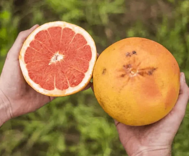 6 kilos de pomelos corses bio