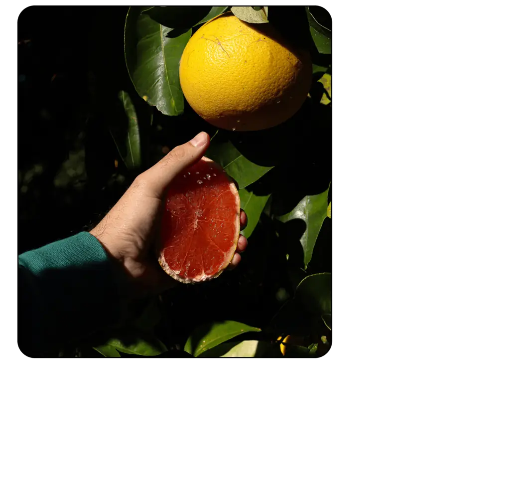 Rette korsische Pomelos!