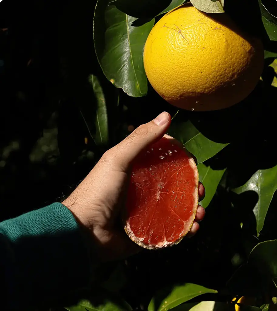Pomelos corses à sauver