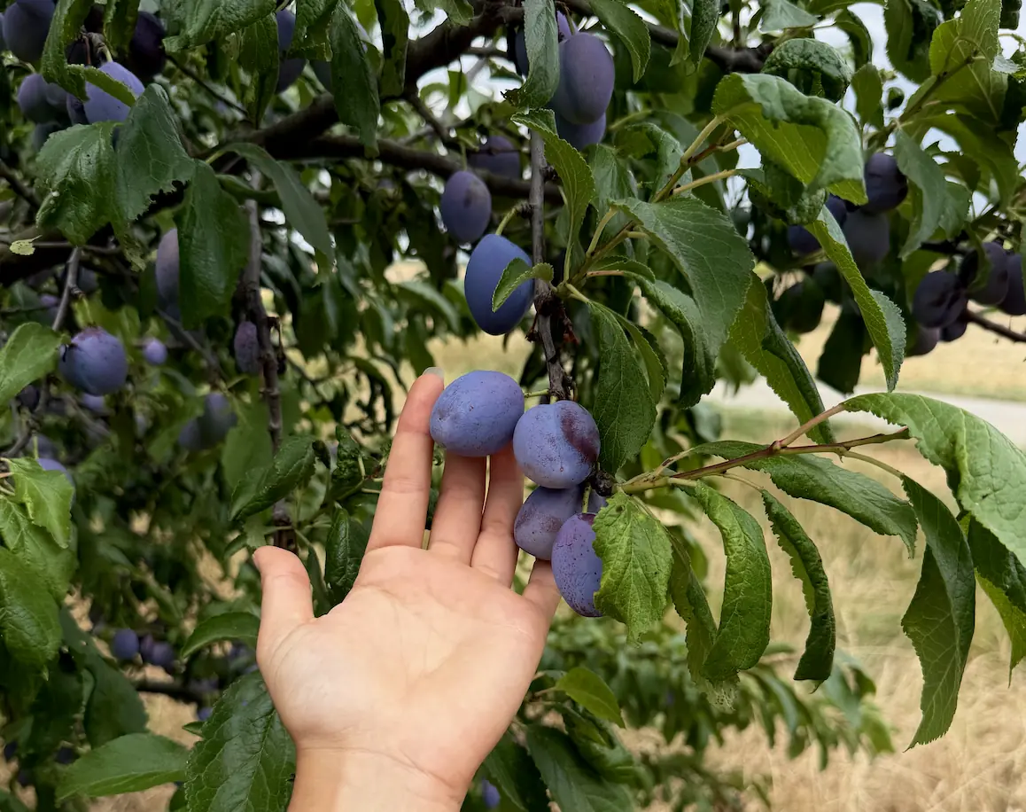 Swiss plums