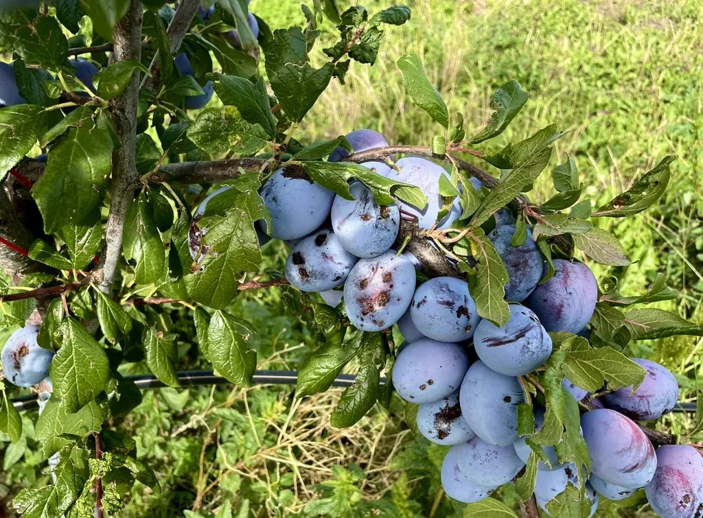 Pruneaux suisses à sauver