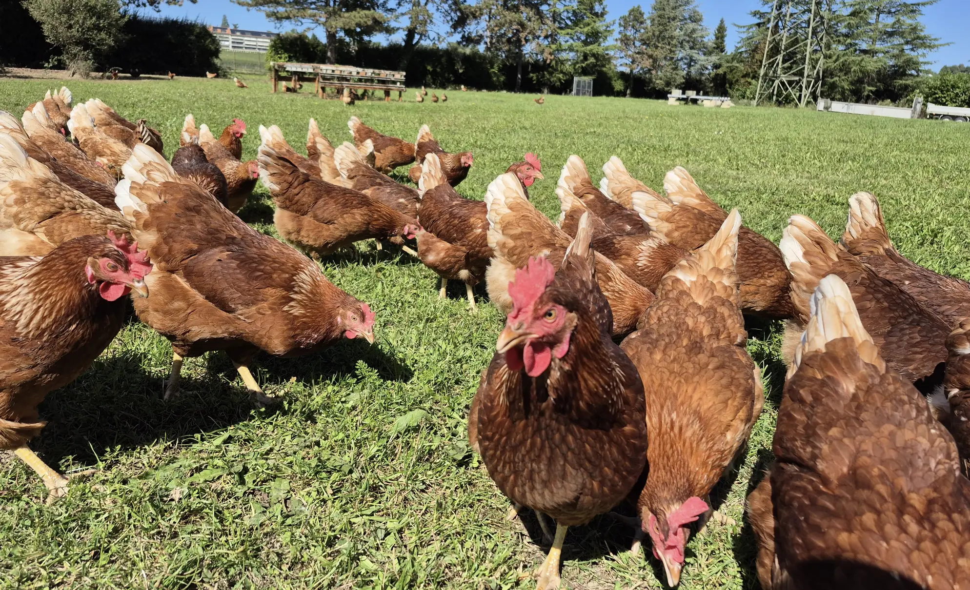 Poules pondeuses en plein air picorant dans l'herbe