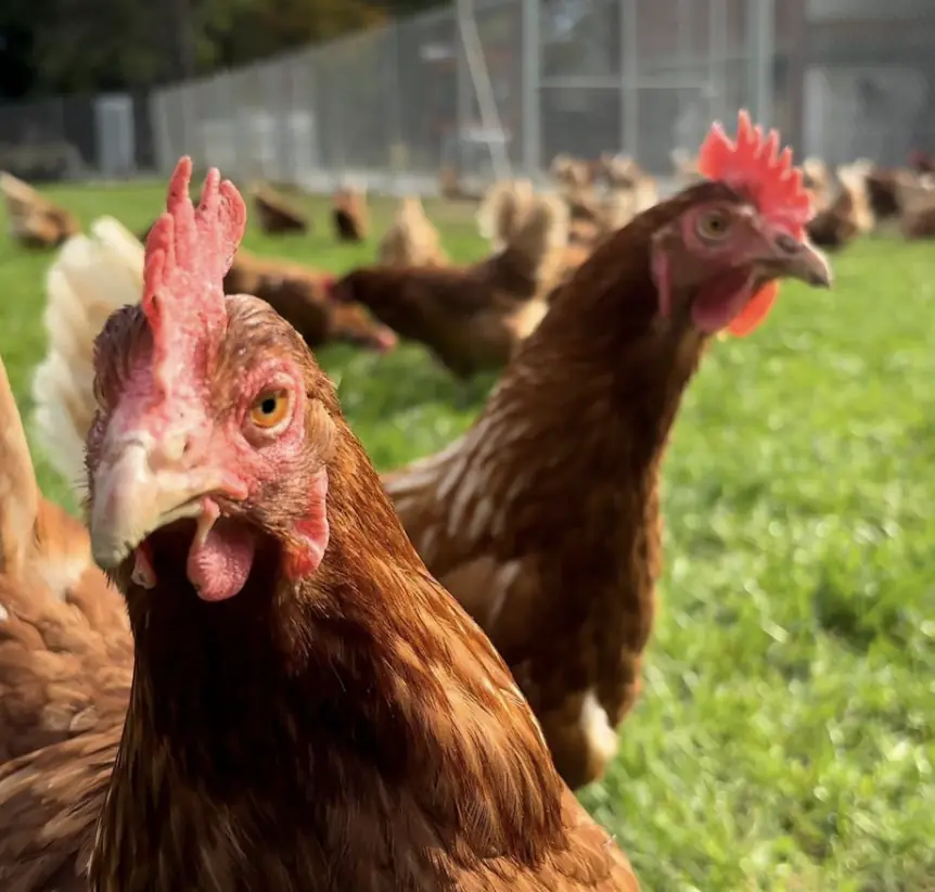 Deux poules pondeuses rousses dans l'enclos en plein air de la Ferme du Lignon